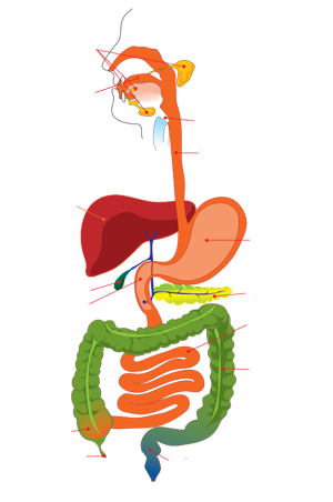 Diagram of GI Tract